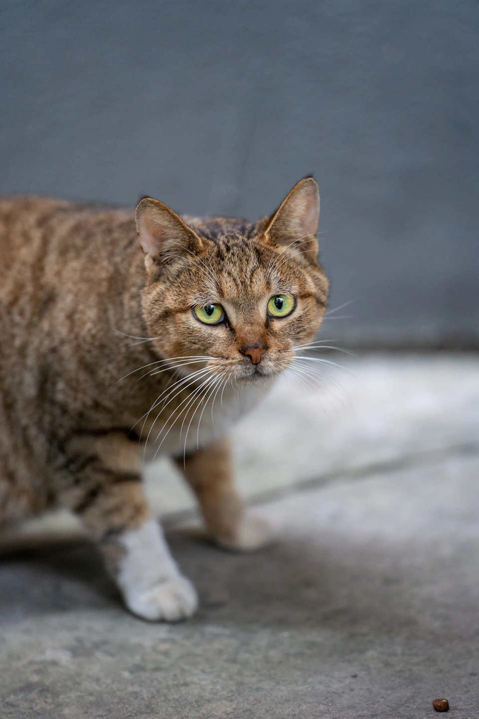 Brown and white striped cat walks towards camera on gray concrete surface outdoors