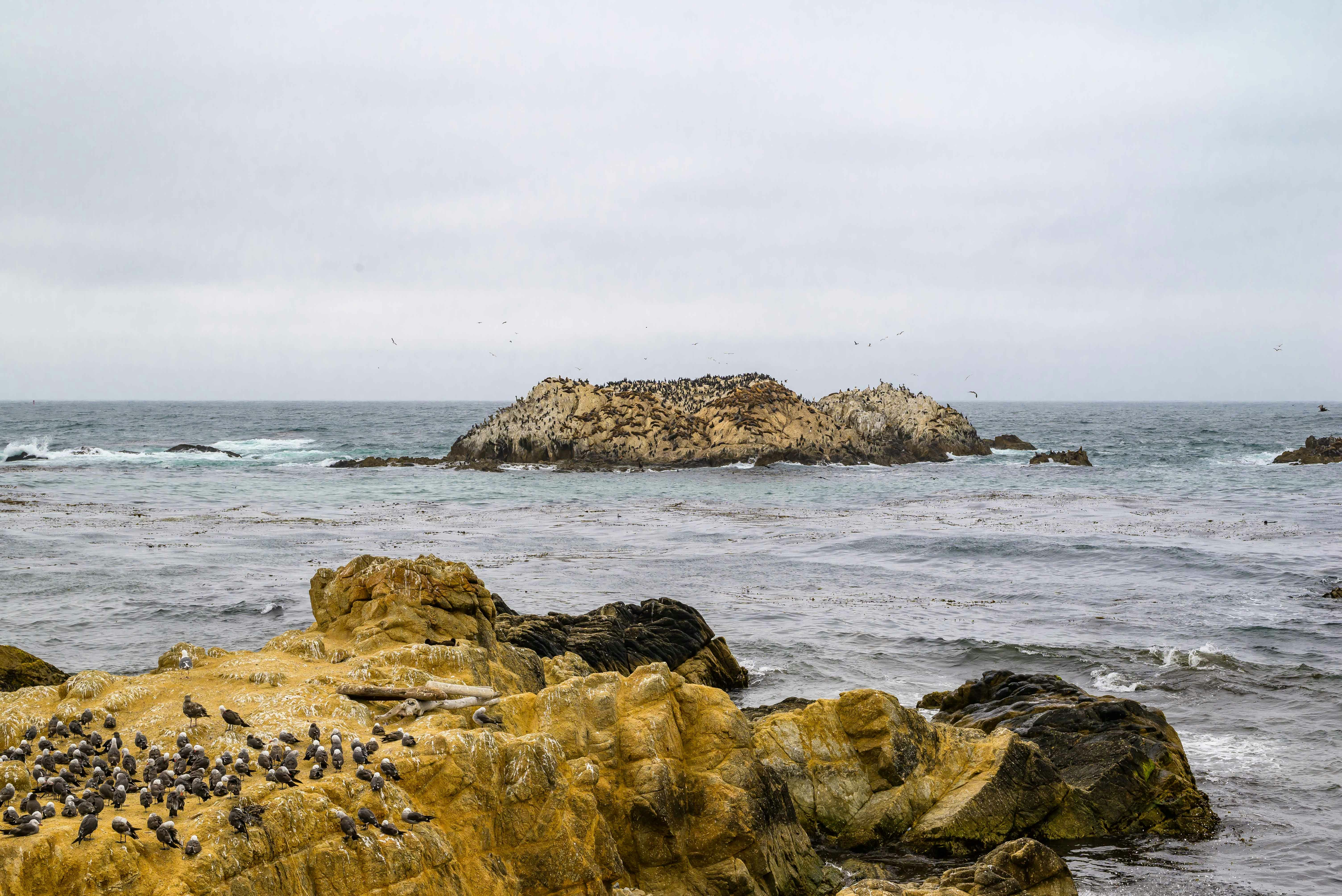 Bird Rock