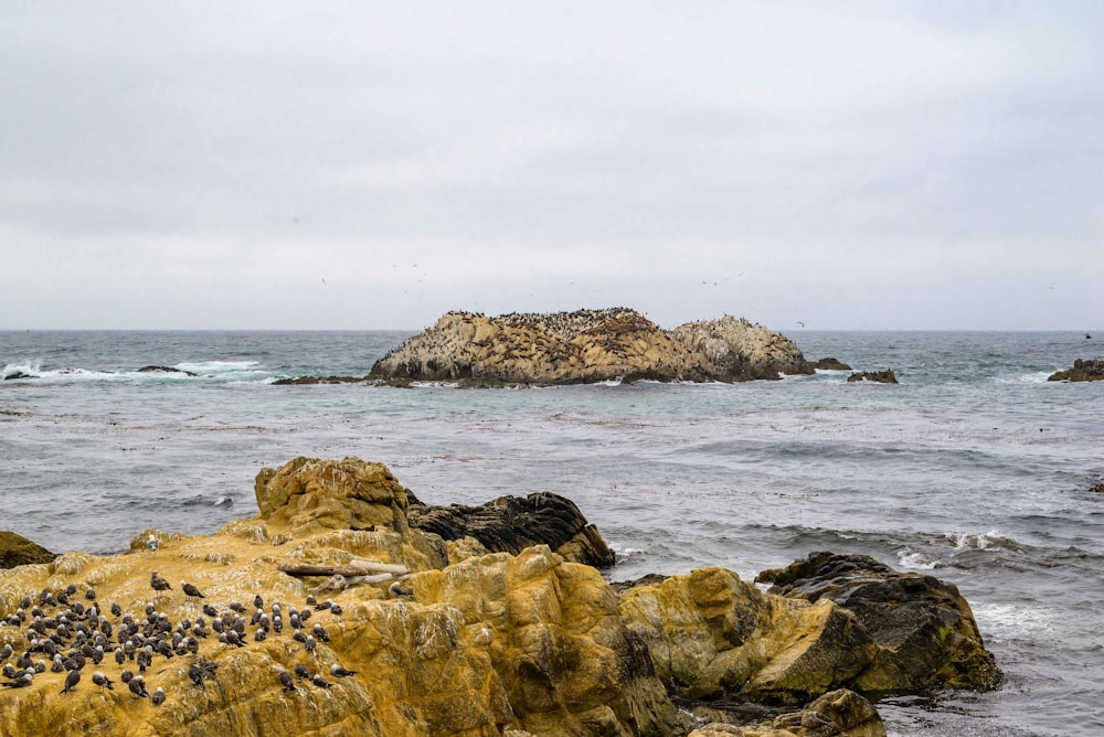 a bunch of birds that are on some rocks