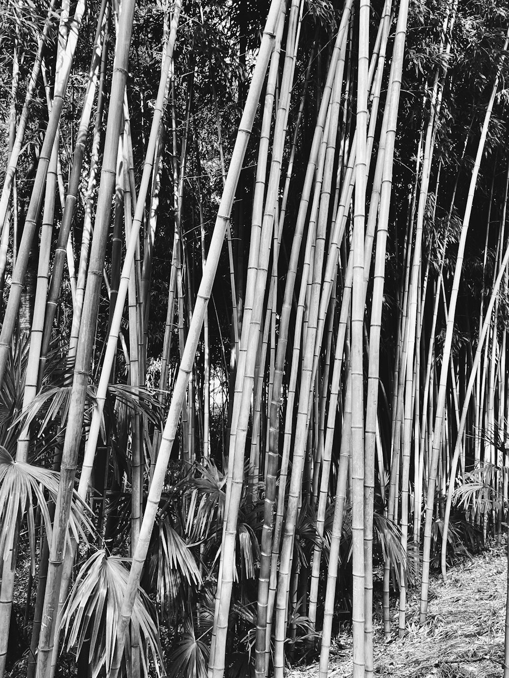 a black and white photo of a bunch of bamboo trees