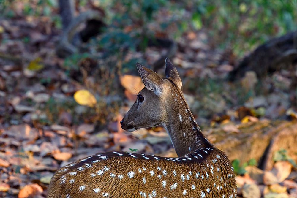a small deer standing on top of a leaf covered ground