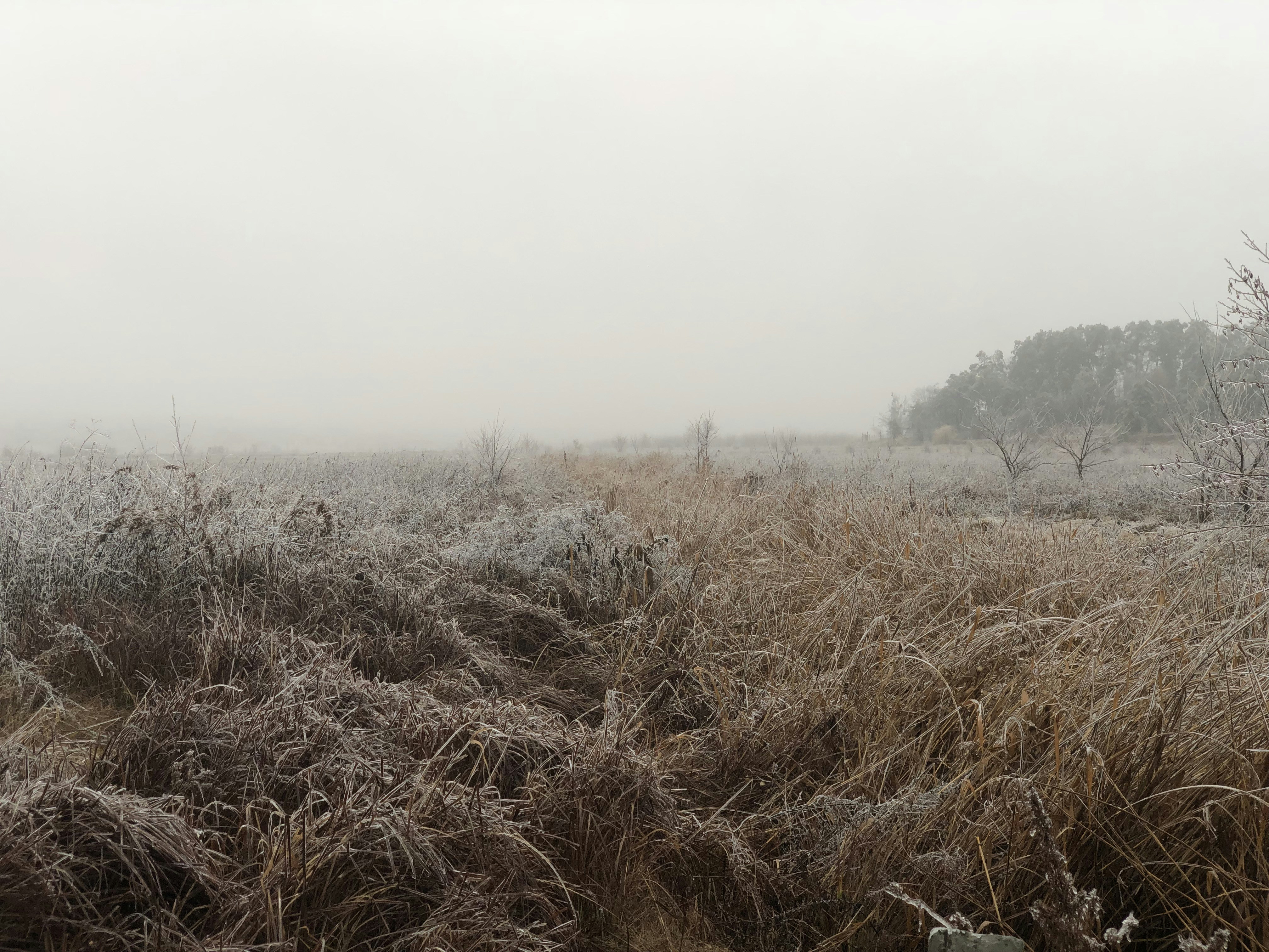 a foggy field with tall grass and trees