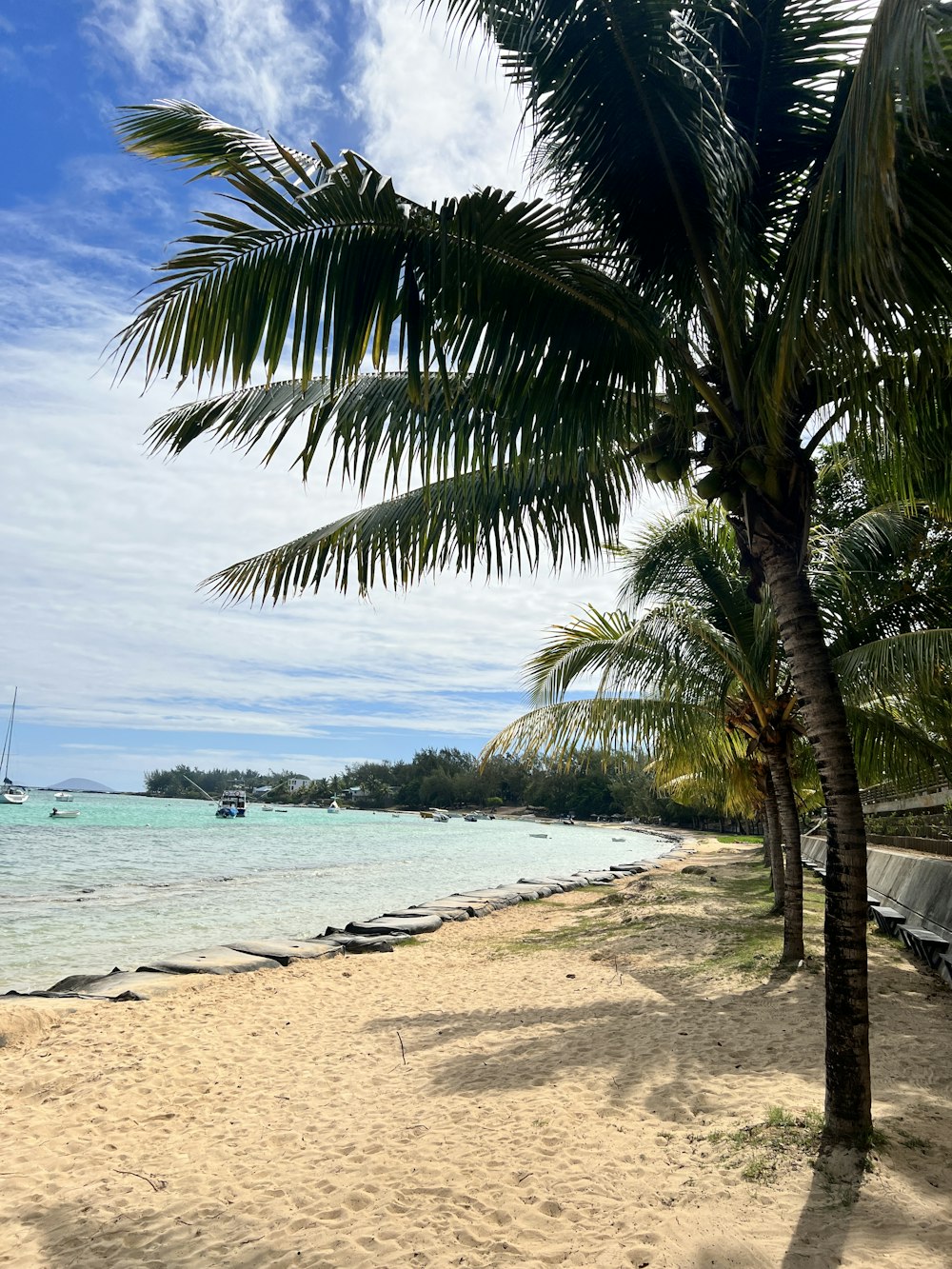 a palm tree on a beach with a boat in the water