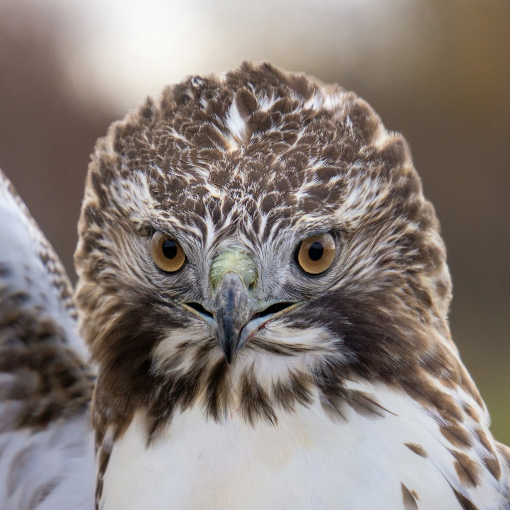 a close up of a bird of prey