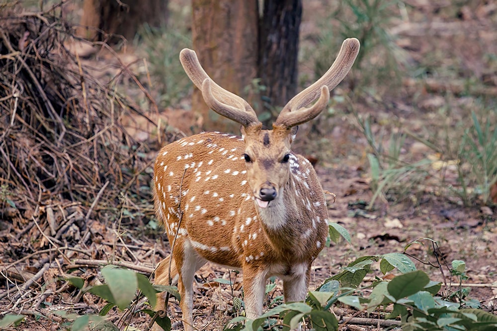 a deer with large antlers standing in the woods