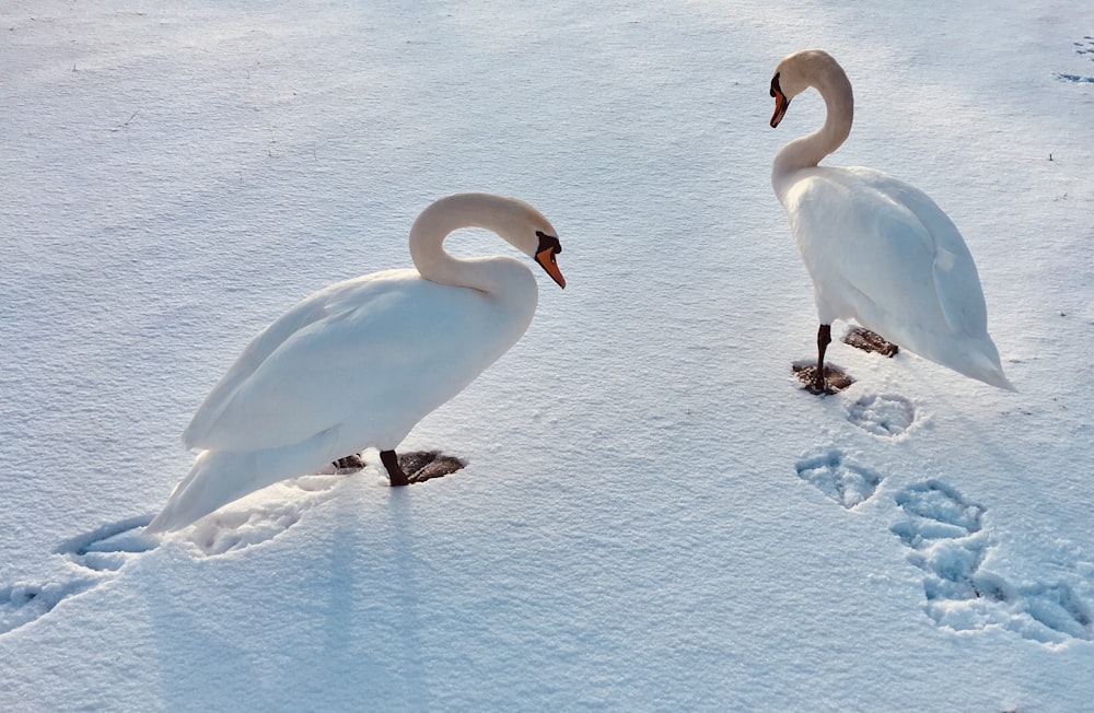 two swans standing in the snow next to each other
