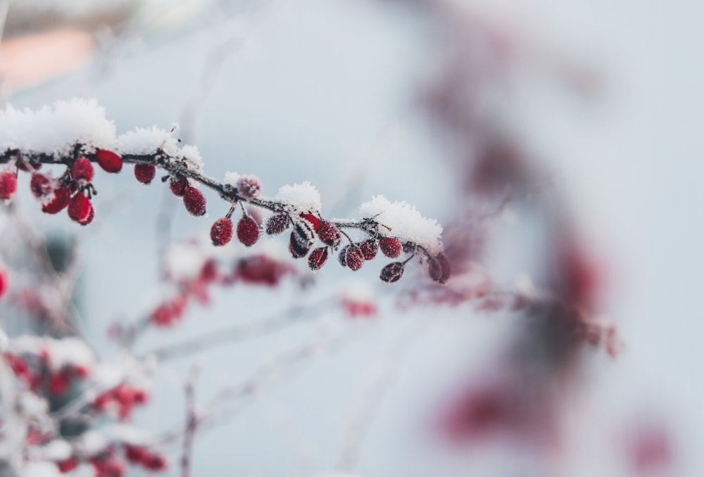 a bunch of berries that are on a tree