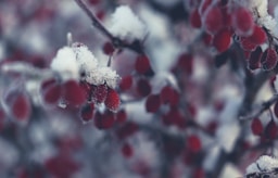 a bunch of berries that are covered in snow