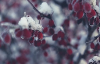 a bunch of berries that are covered in snow