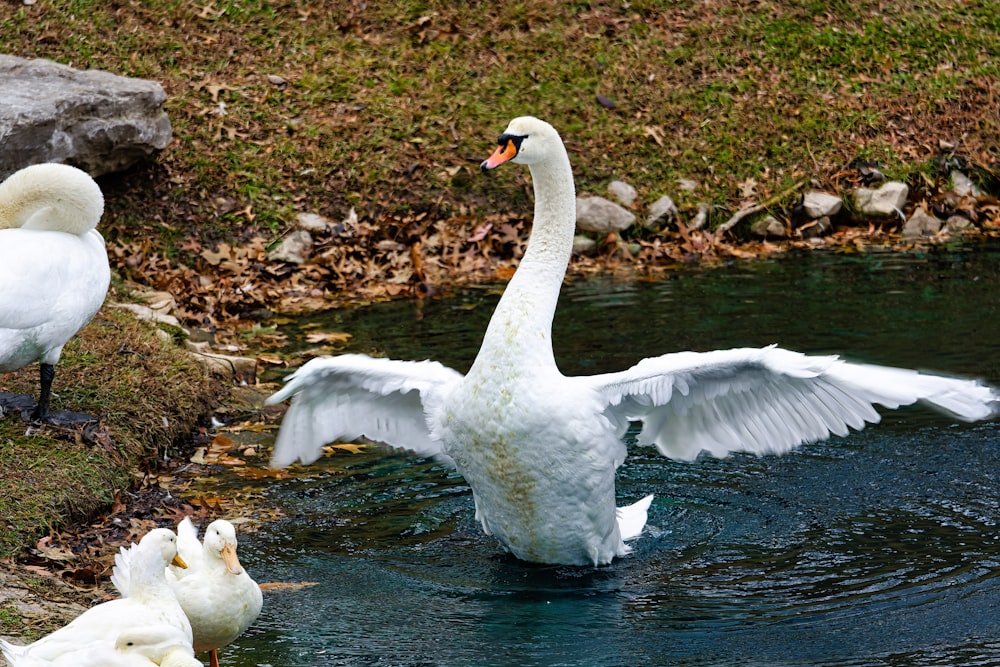 a swan flaps its wings as it swims in a pond