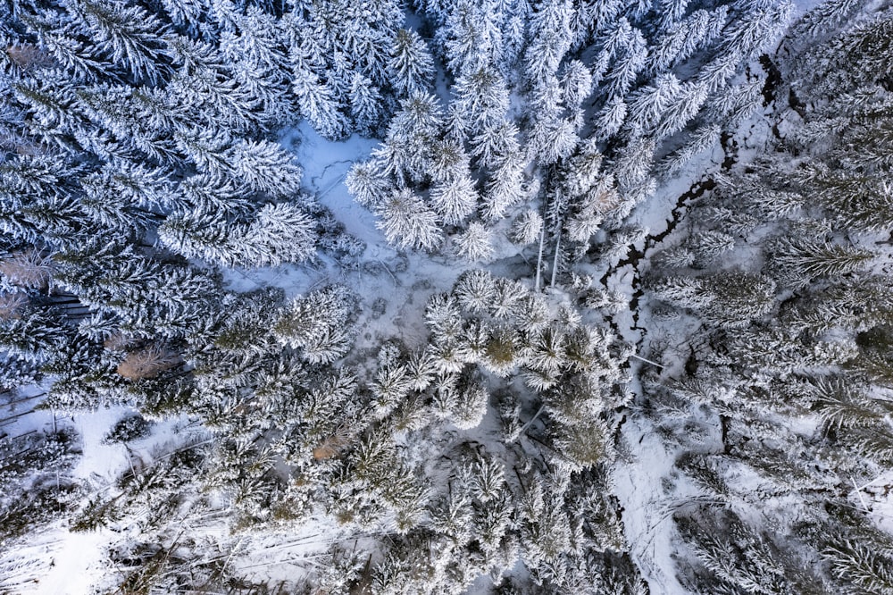 an aerial view of a snow covered forest