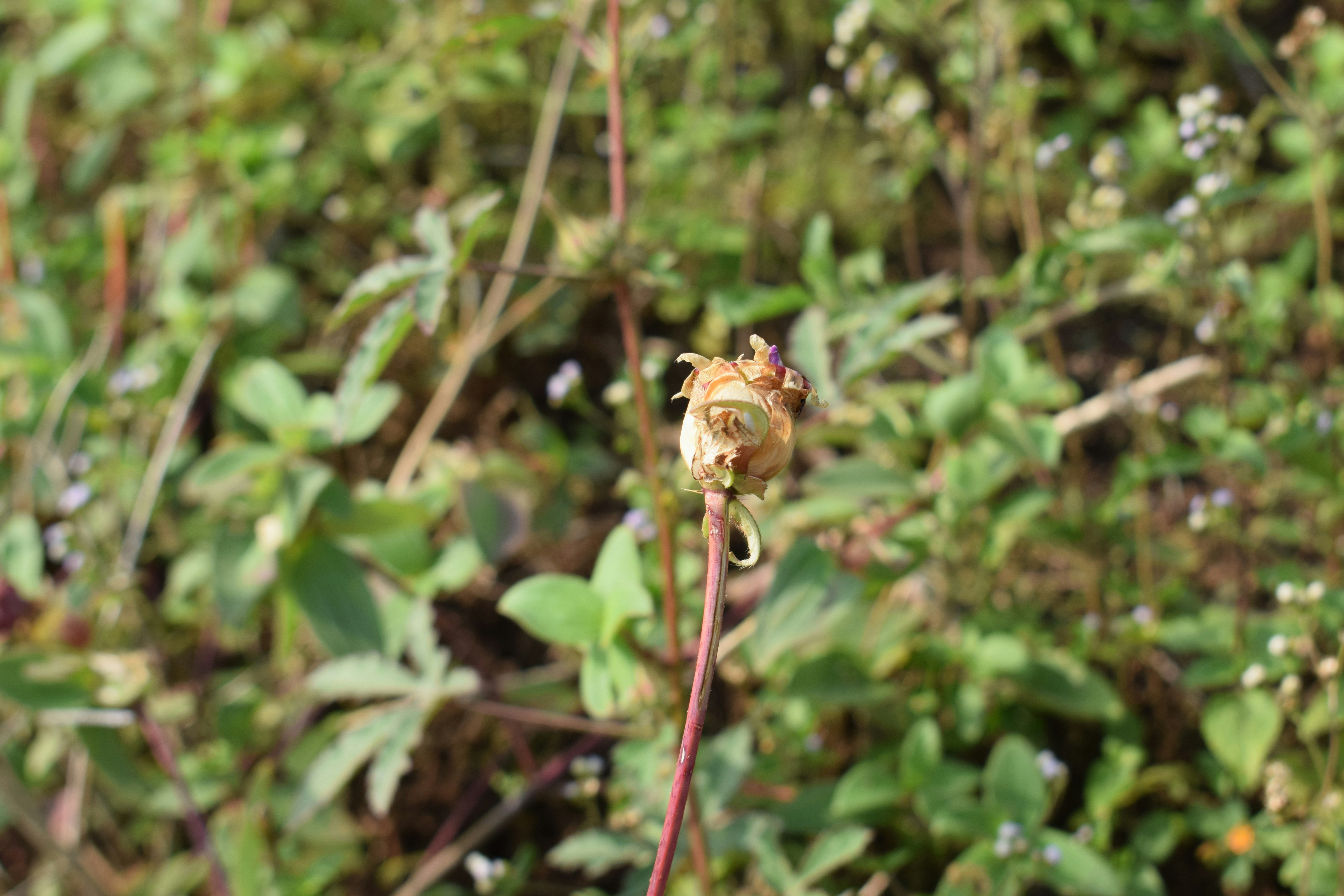 a close up of a flower on a plant