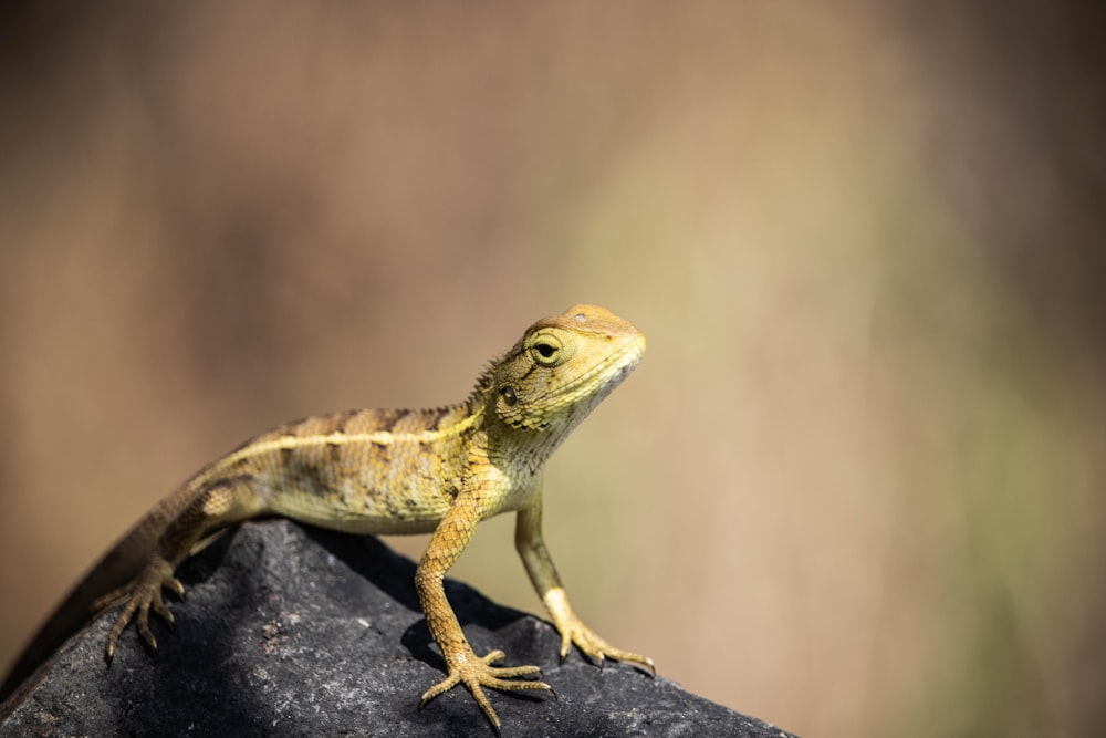 a small lizard sitting on top of a rock