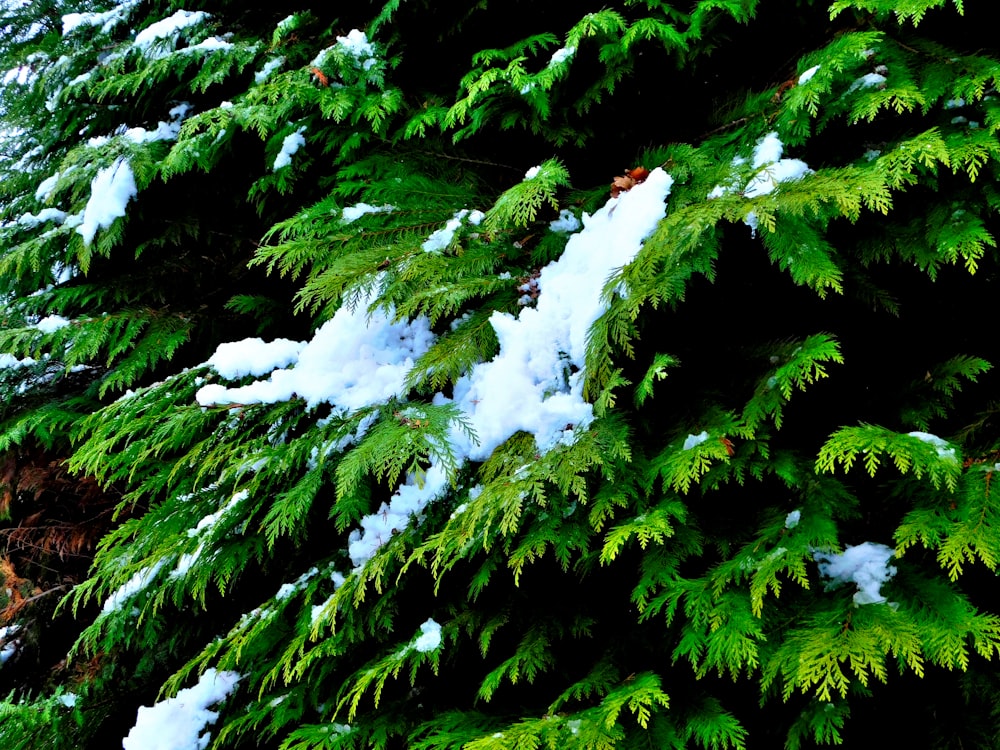 a snow covered evergreen tree next to a forest