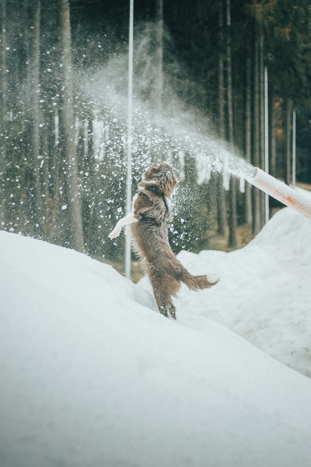 un chat jouant avec un arroseur dans la neige