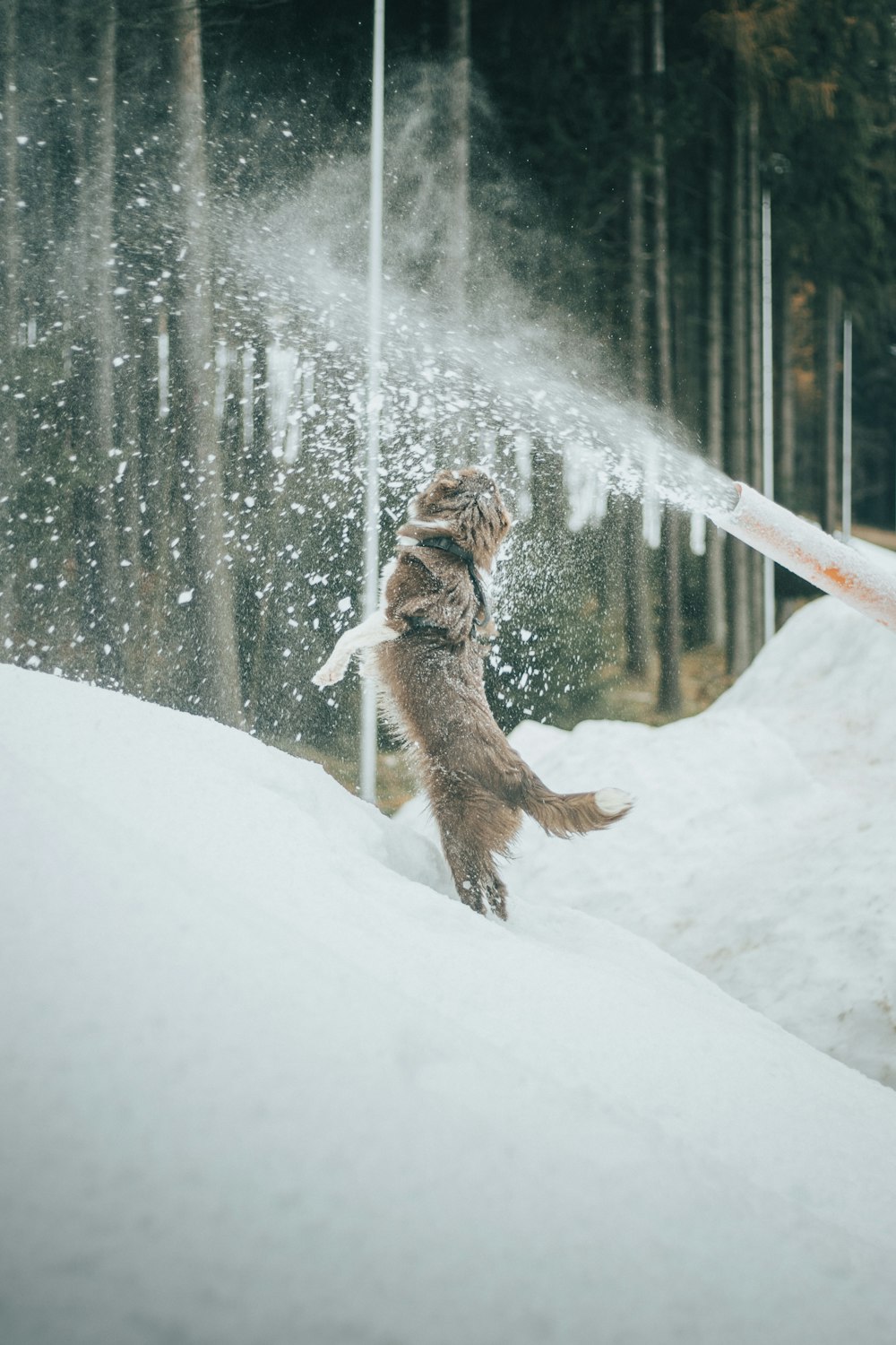 雪の中でスプリンクラーで遊ぶ猫