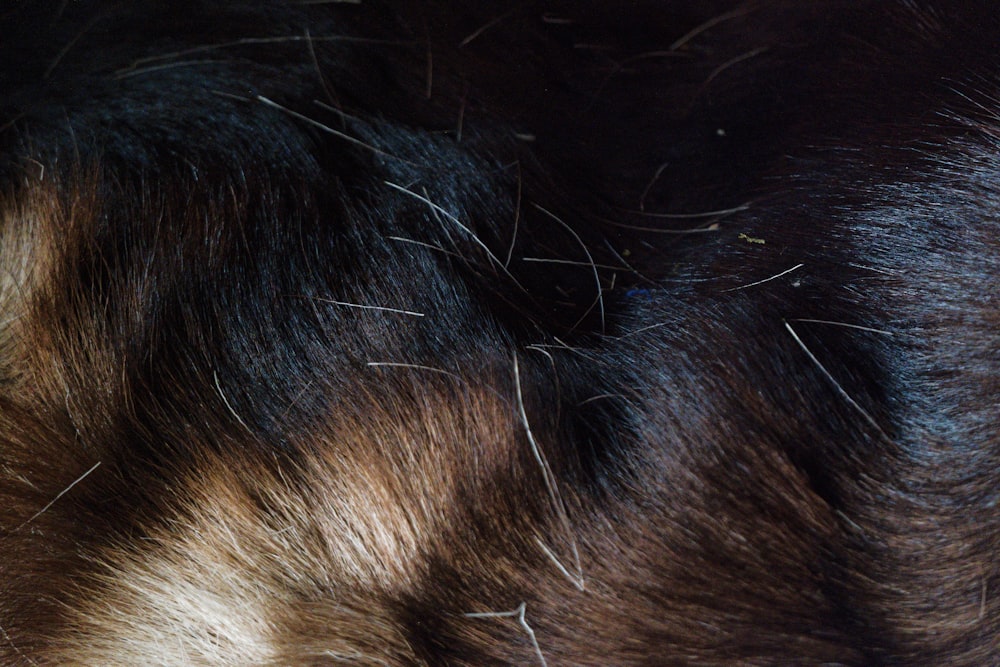 a close up of the fur of a dog
