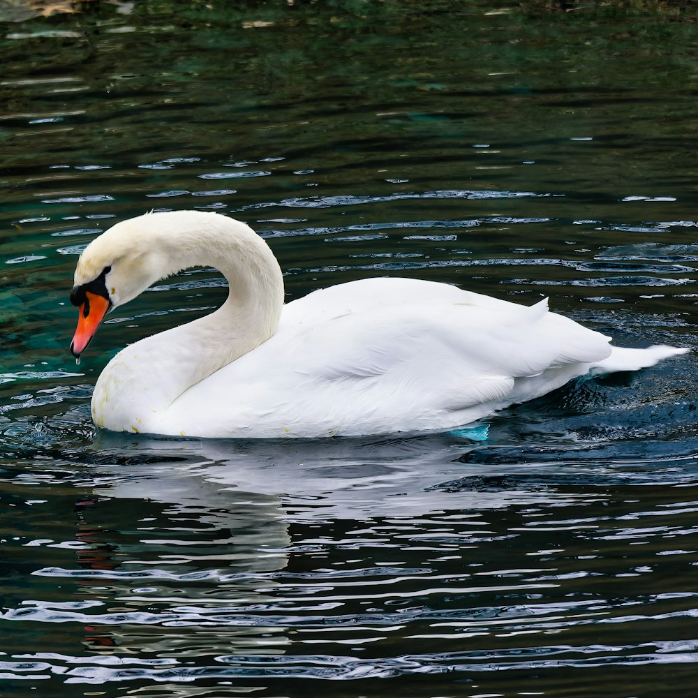 a white swan floating on top of a body of water