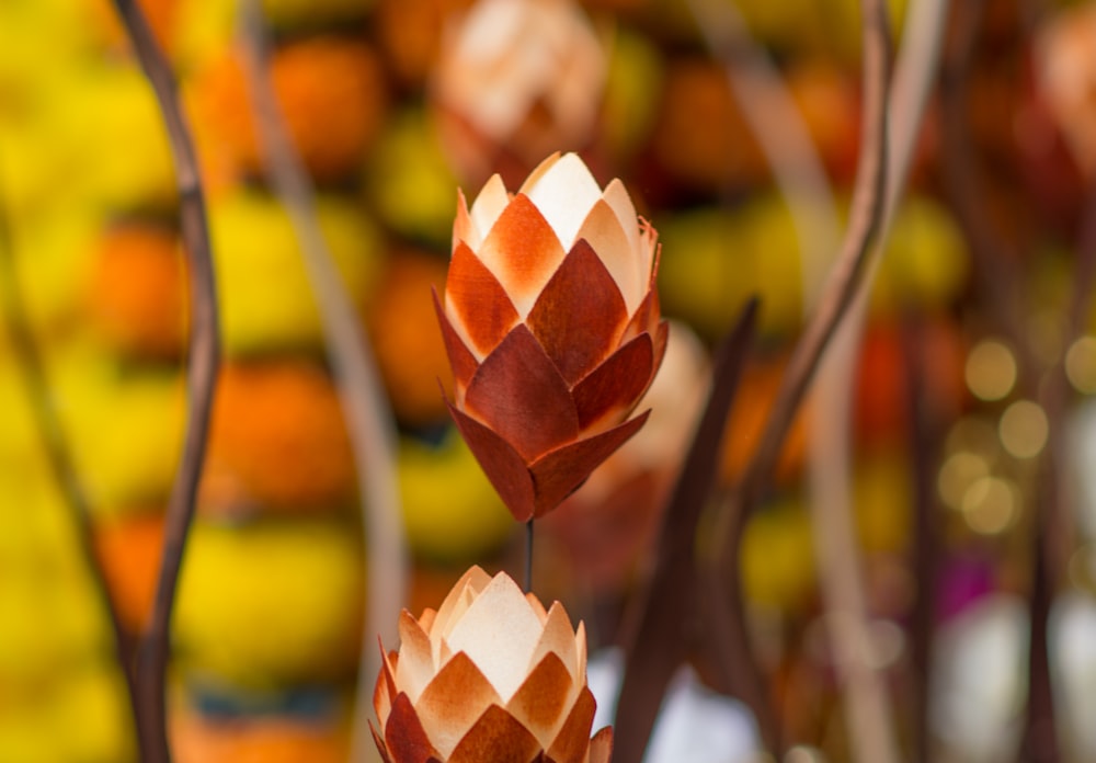 a close up of a bunch of flowers in a vase