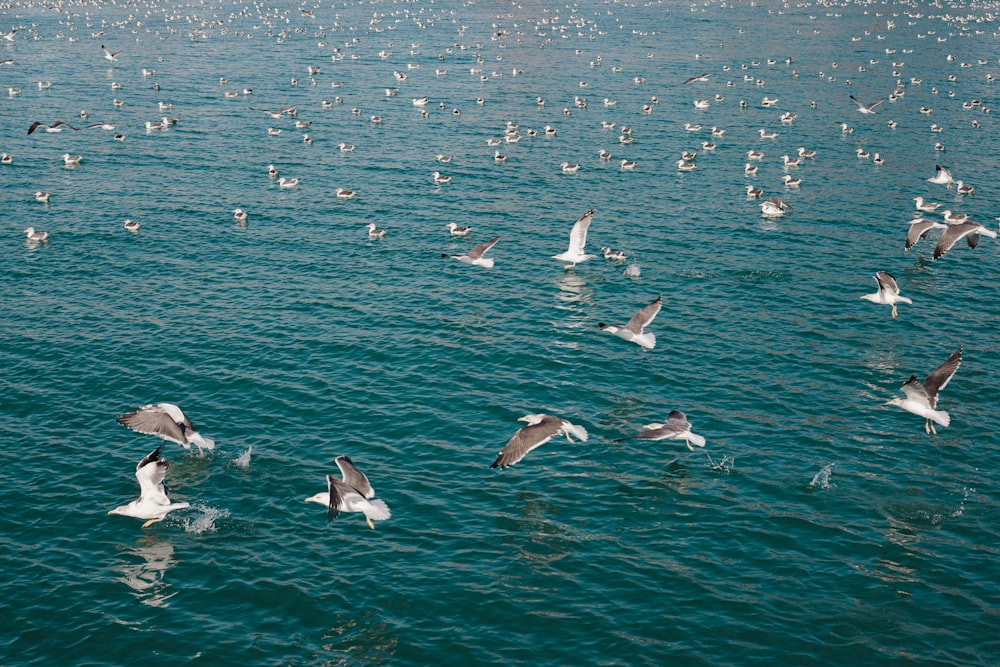 a flock of seagulls flying over a body of water