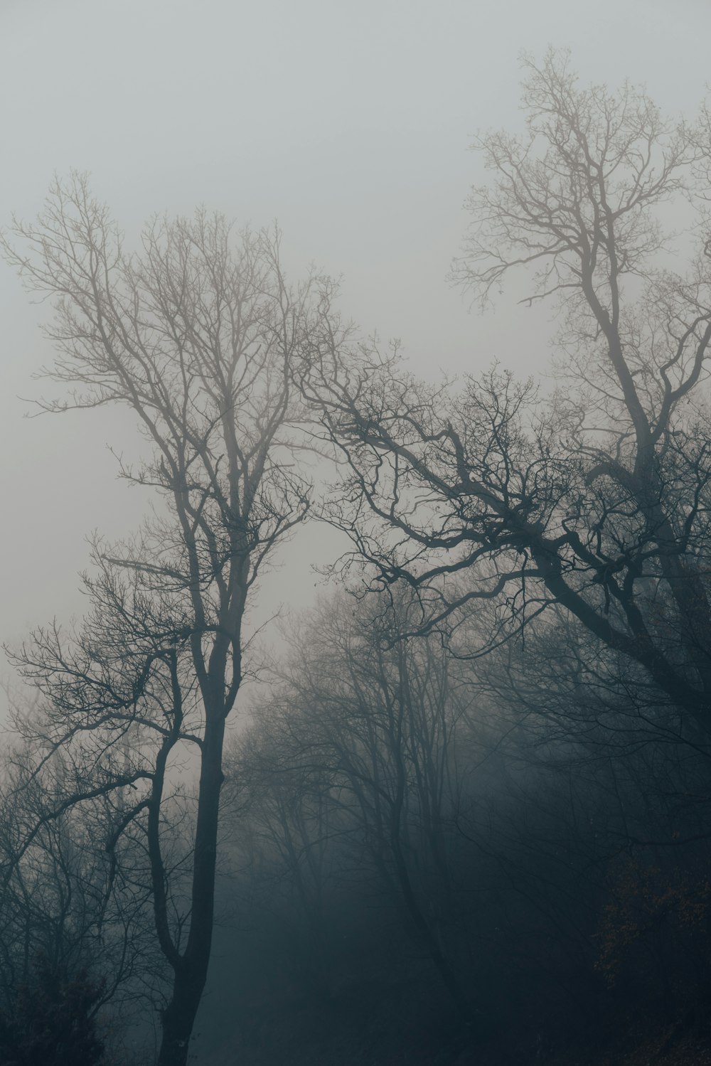 une forêt brumeuse remplie de beaucoup d’arbres