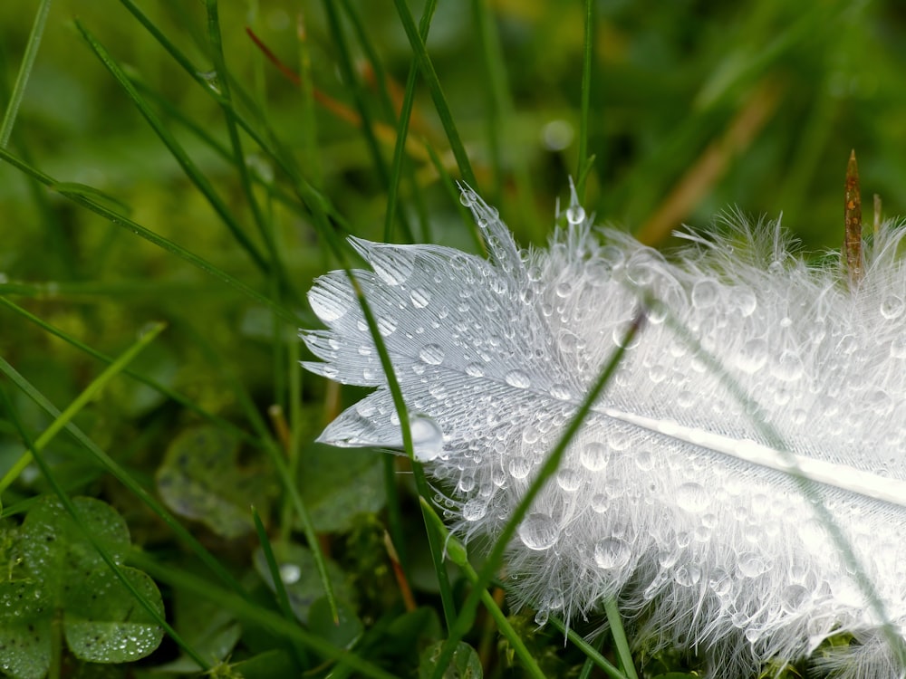 a white feather with drops of water on it