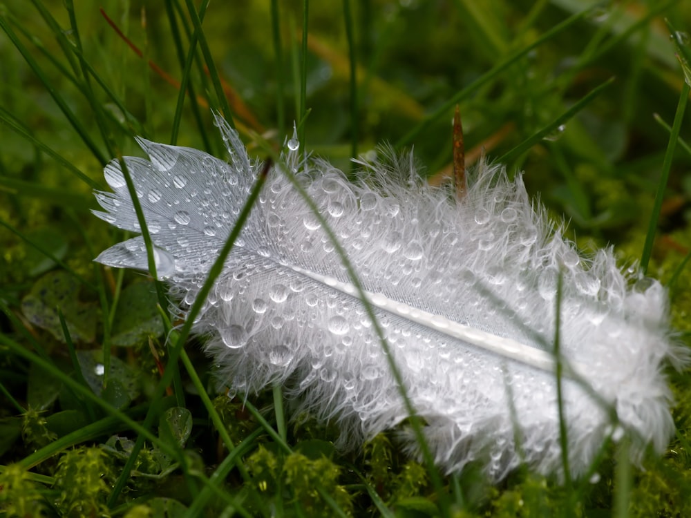 a white feather with drops of water on it