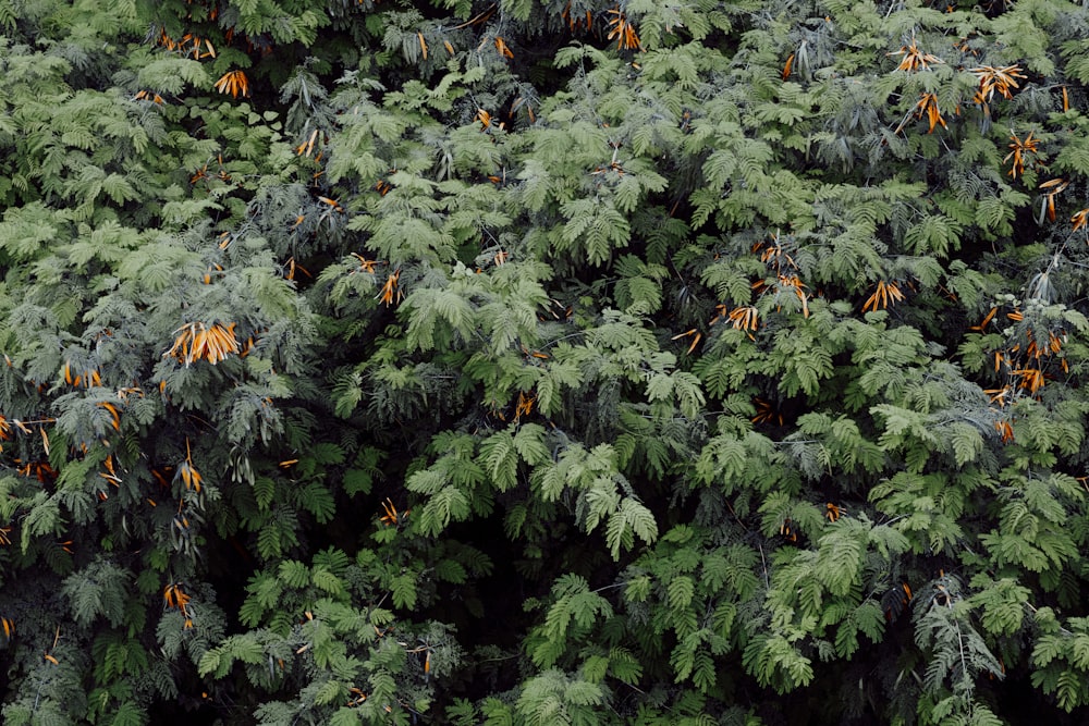 un grande gruppo di alberi verdi con foglie arancioni