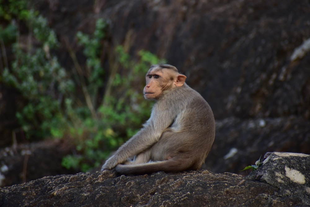 a monkey sitting on top of a large rock