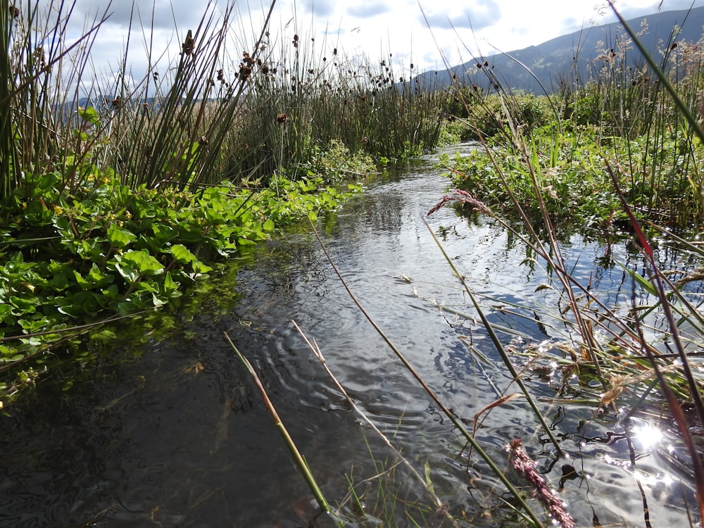 Un pequeño arroyo que atraviesa un exuberante campo verde