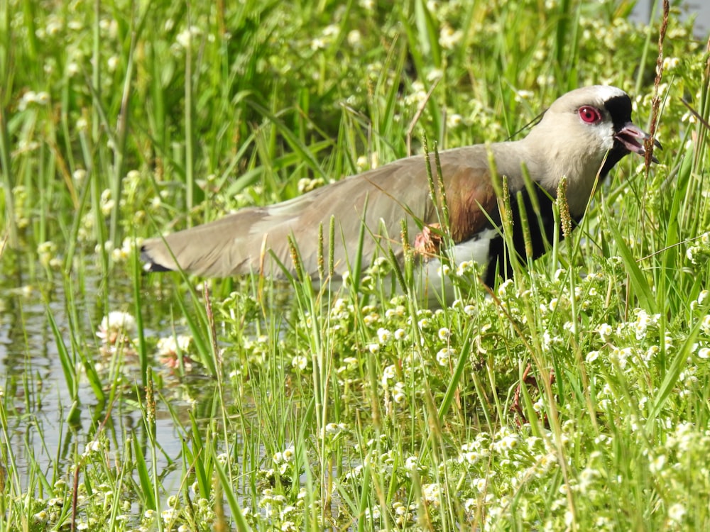 a bird standing in a field of tall grass