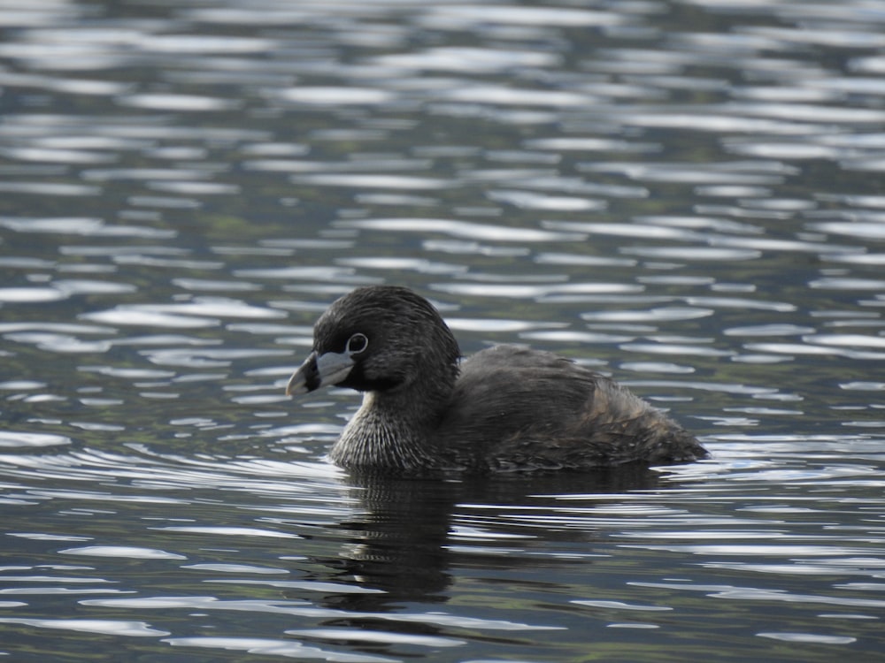 a duck floating on top of a body of water