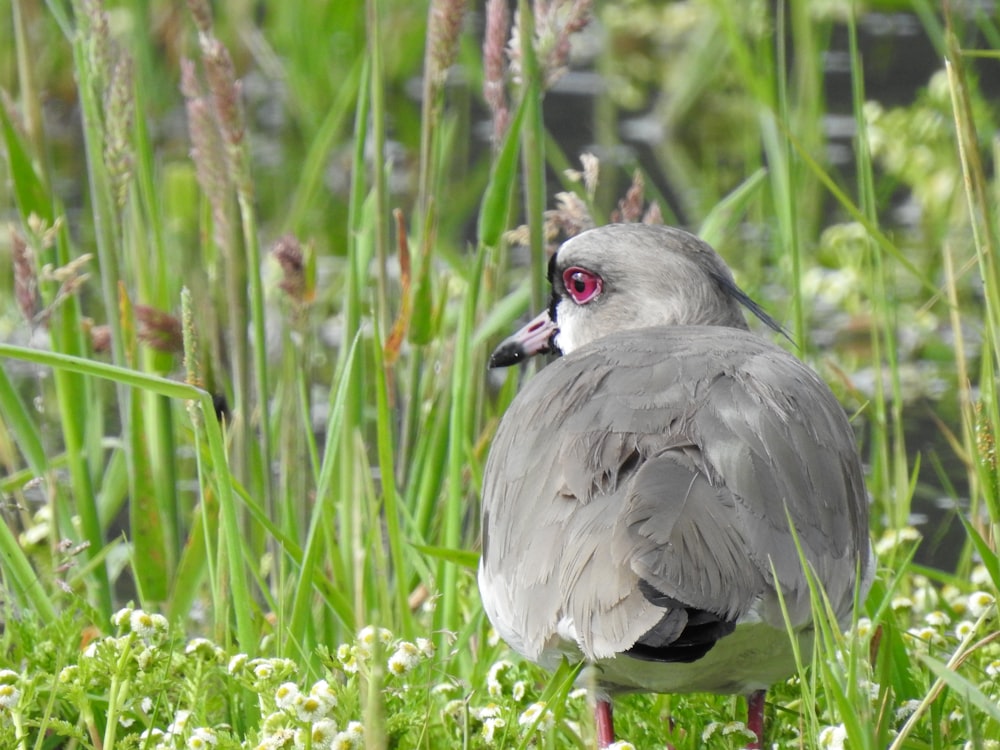 a bird with a red eye standing in the grass