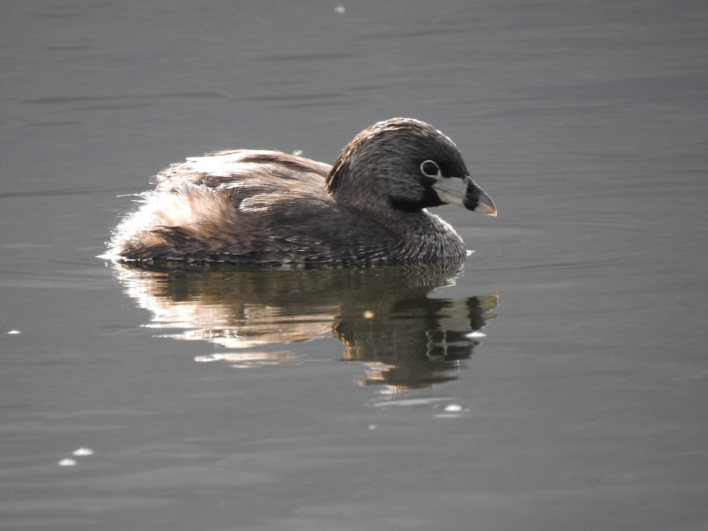 Un pato flotando sobre un cuerpo de agua