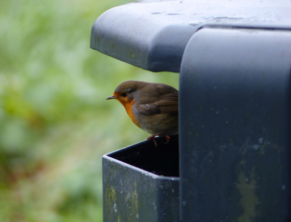 a small bird perched on top of a metal box