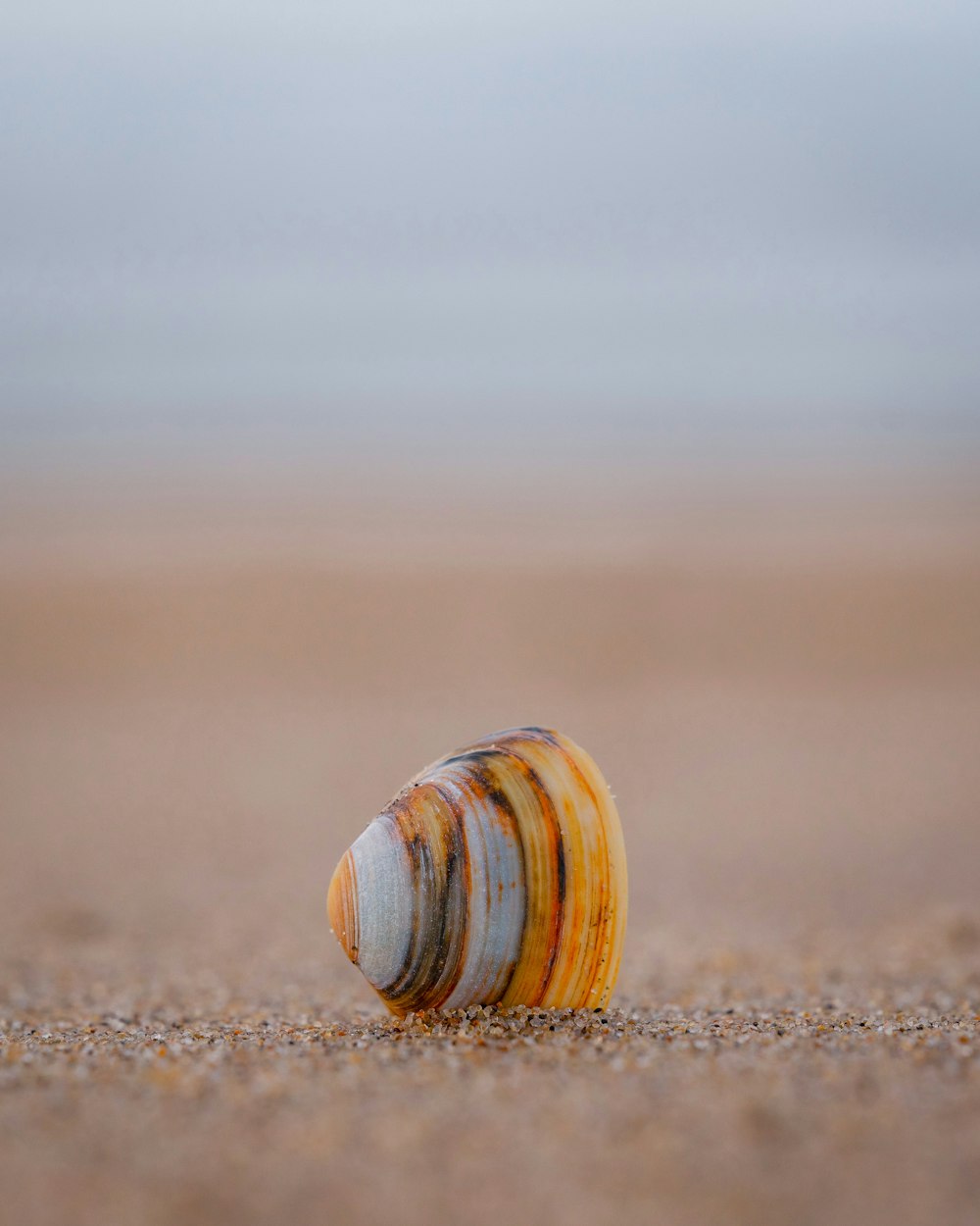 a shell on the sand of a beach