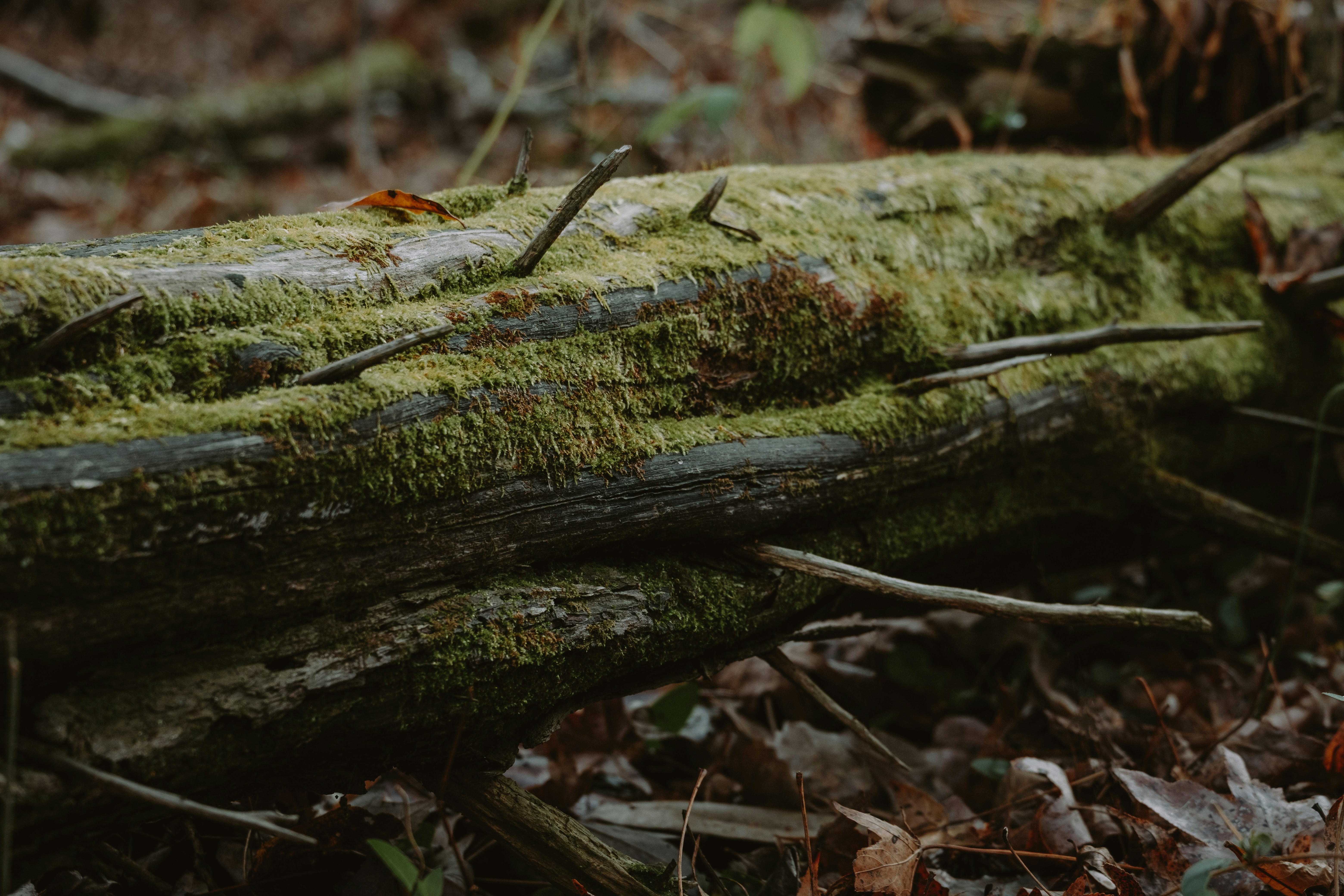 a moss covered log laying on the ground