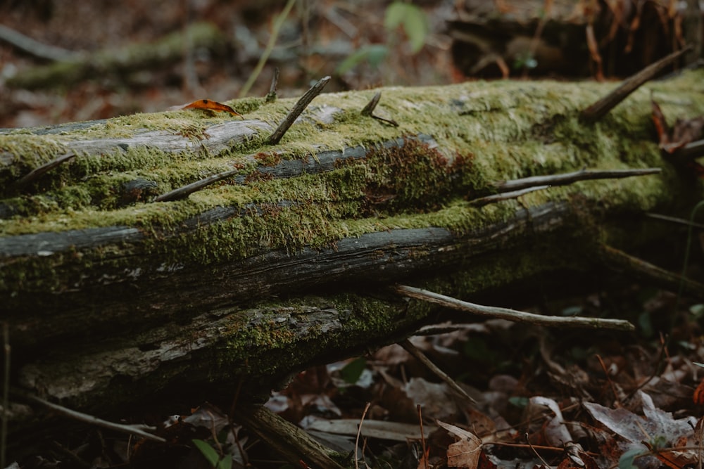 a moss covered log laying on the ground