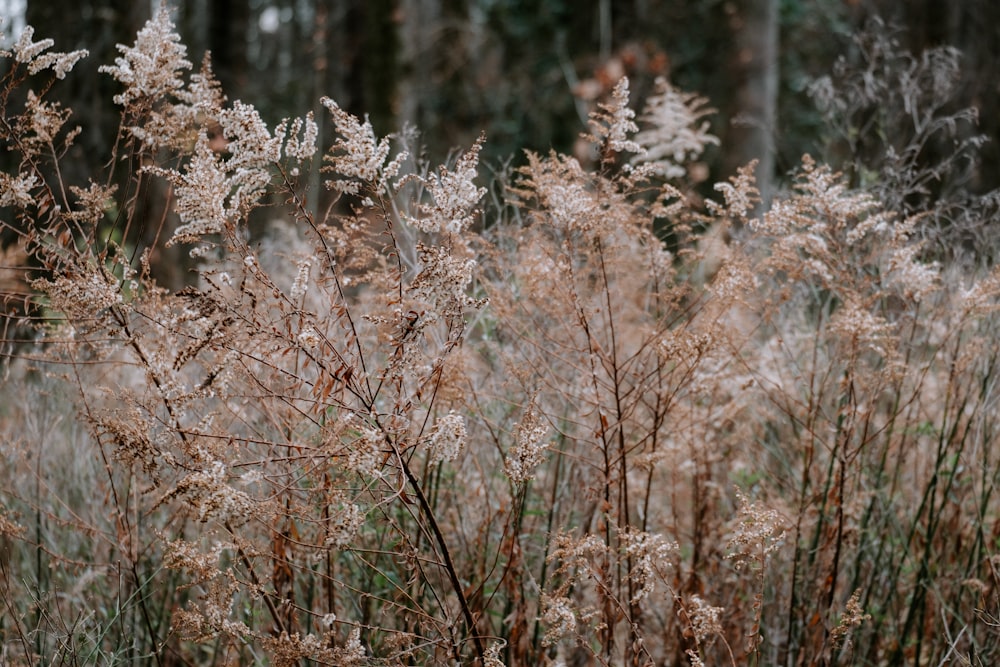 a bunch of plants that are in the grass