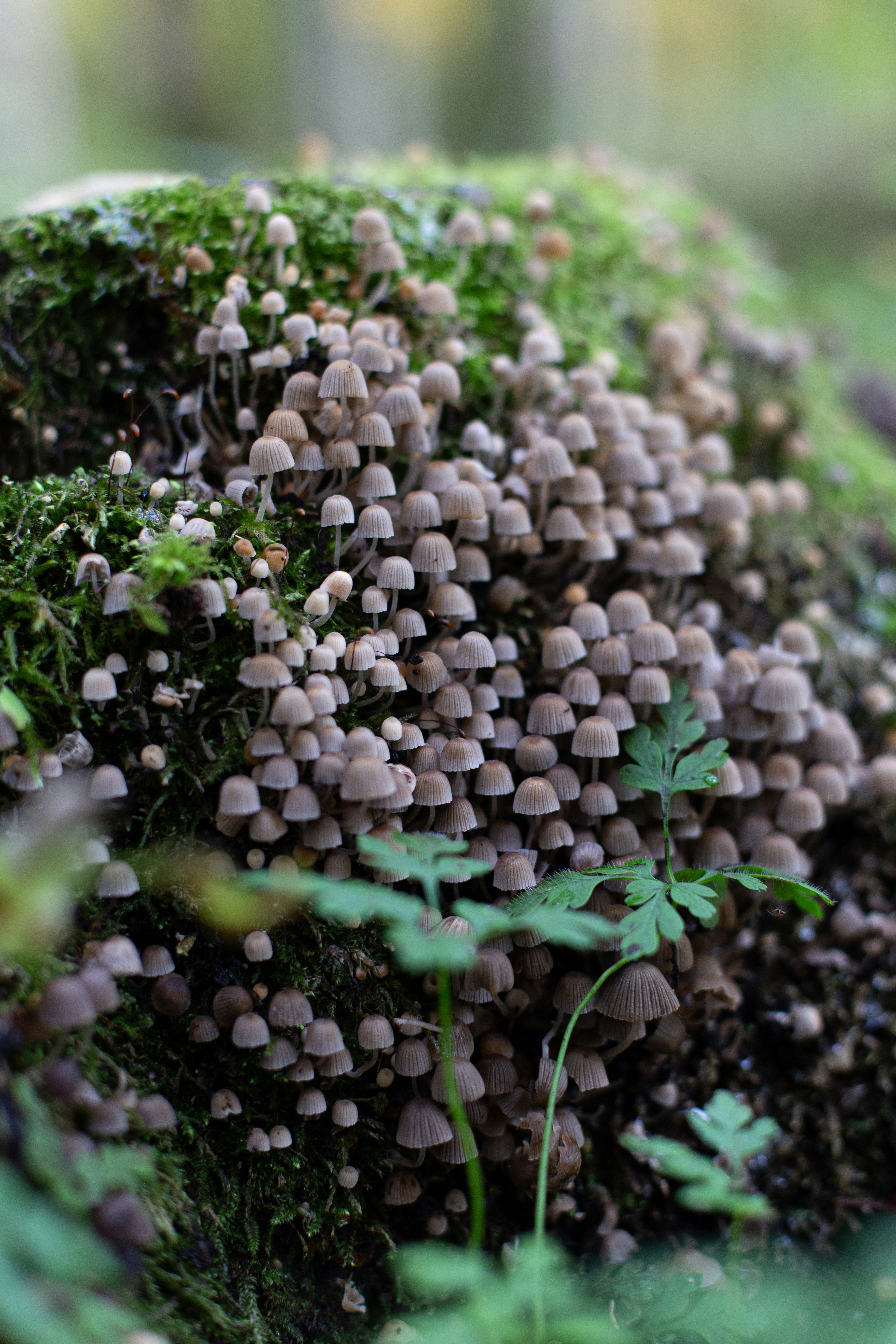 Photo by annemarieschaepman