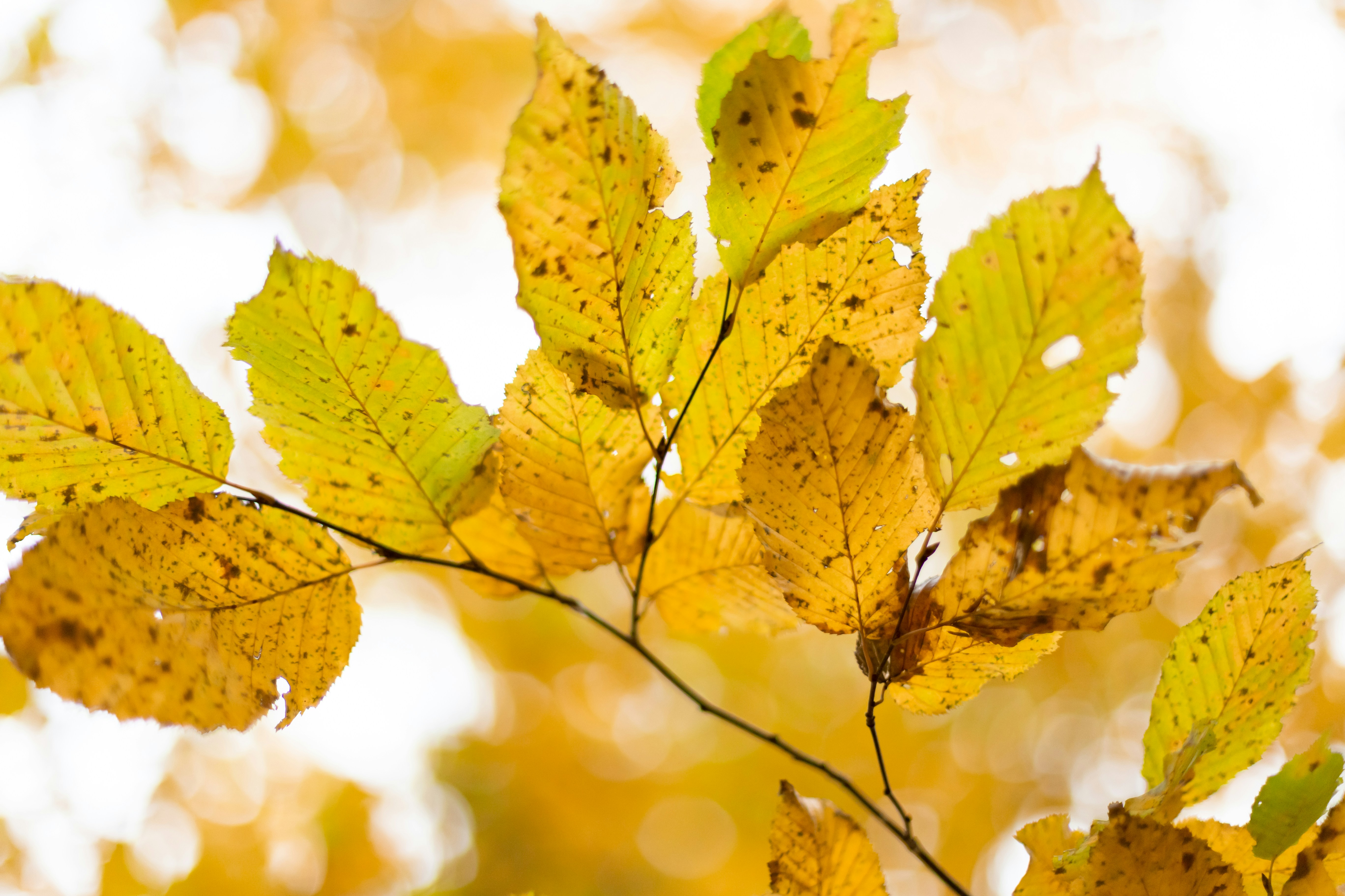 Photo by annemarieschaepman