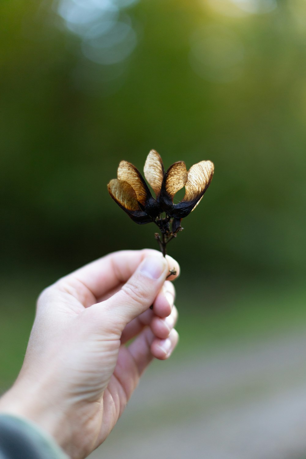 a person holding a small flower in their hand