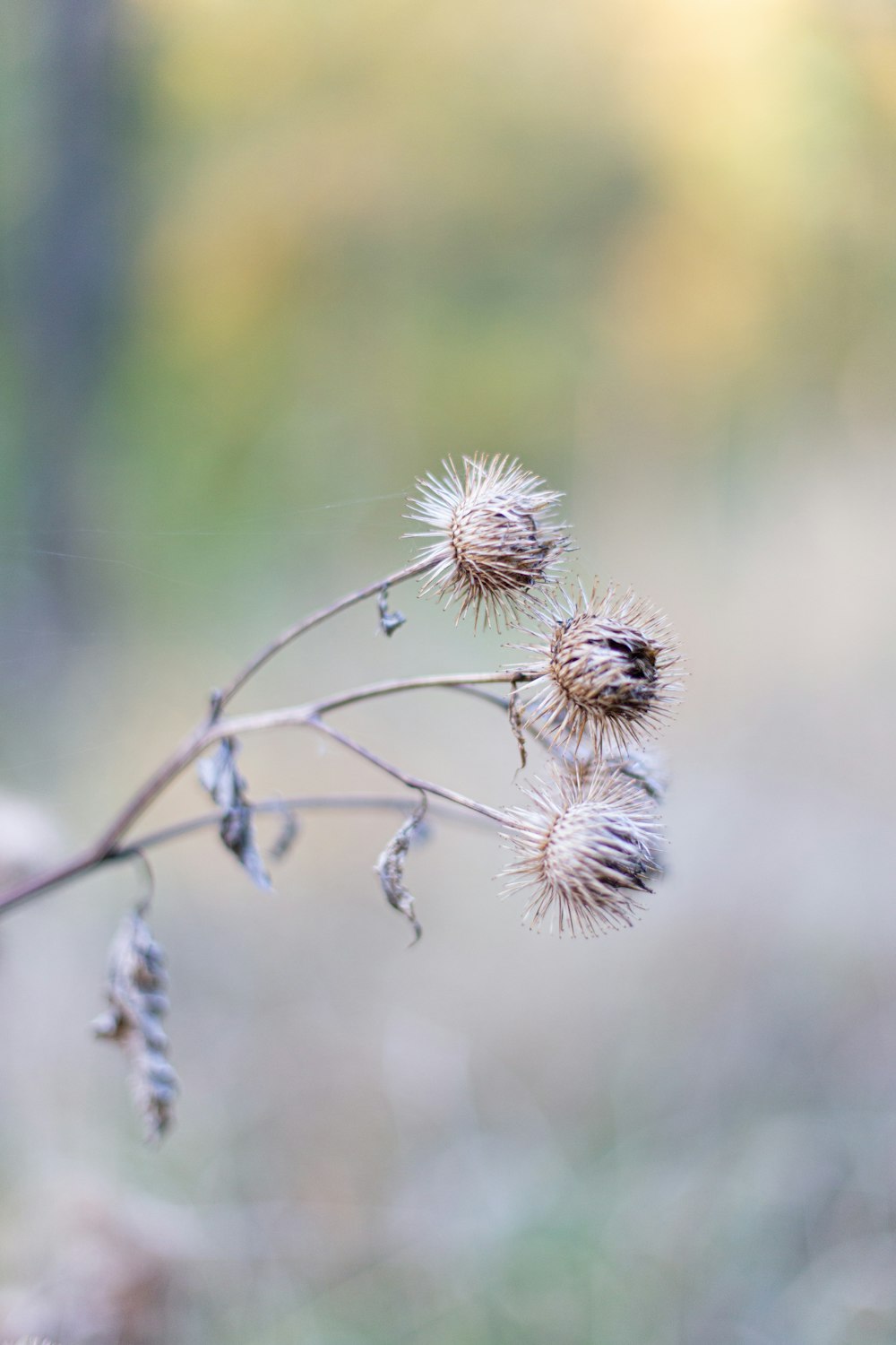 a close up of a plant with small flowers