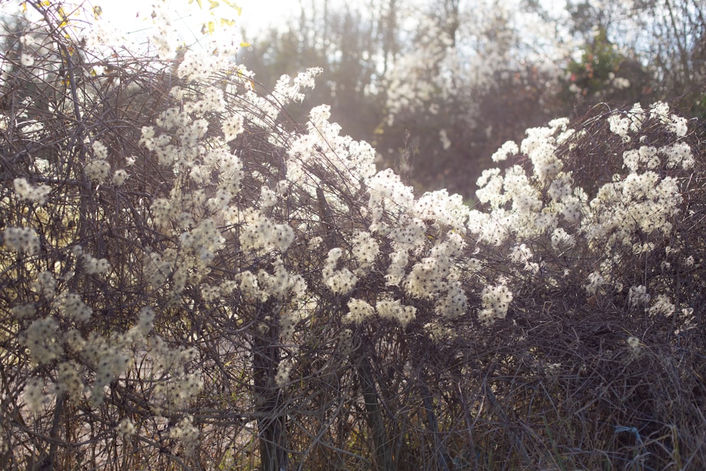 a bush with white flowers in the sun