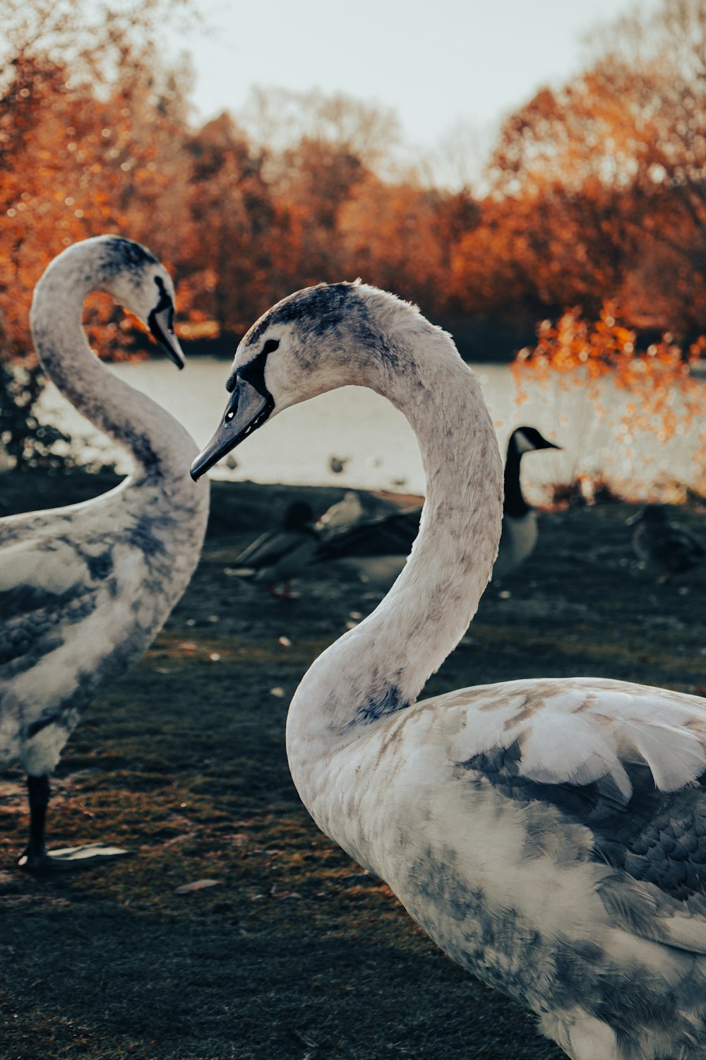 a couple of white swans standing next to each other