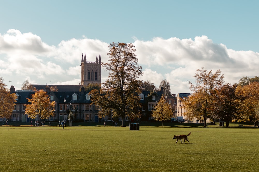 a dog running in a field in front of a building