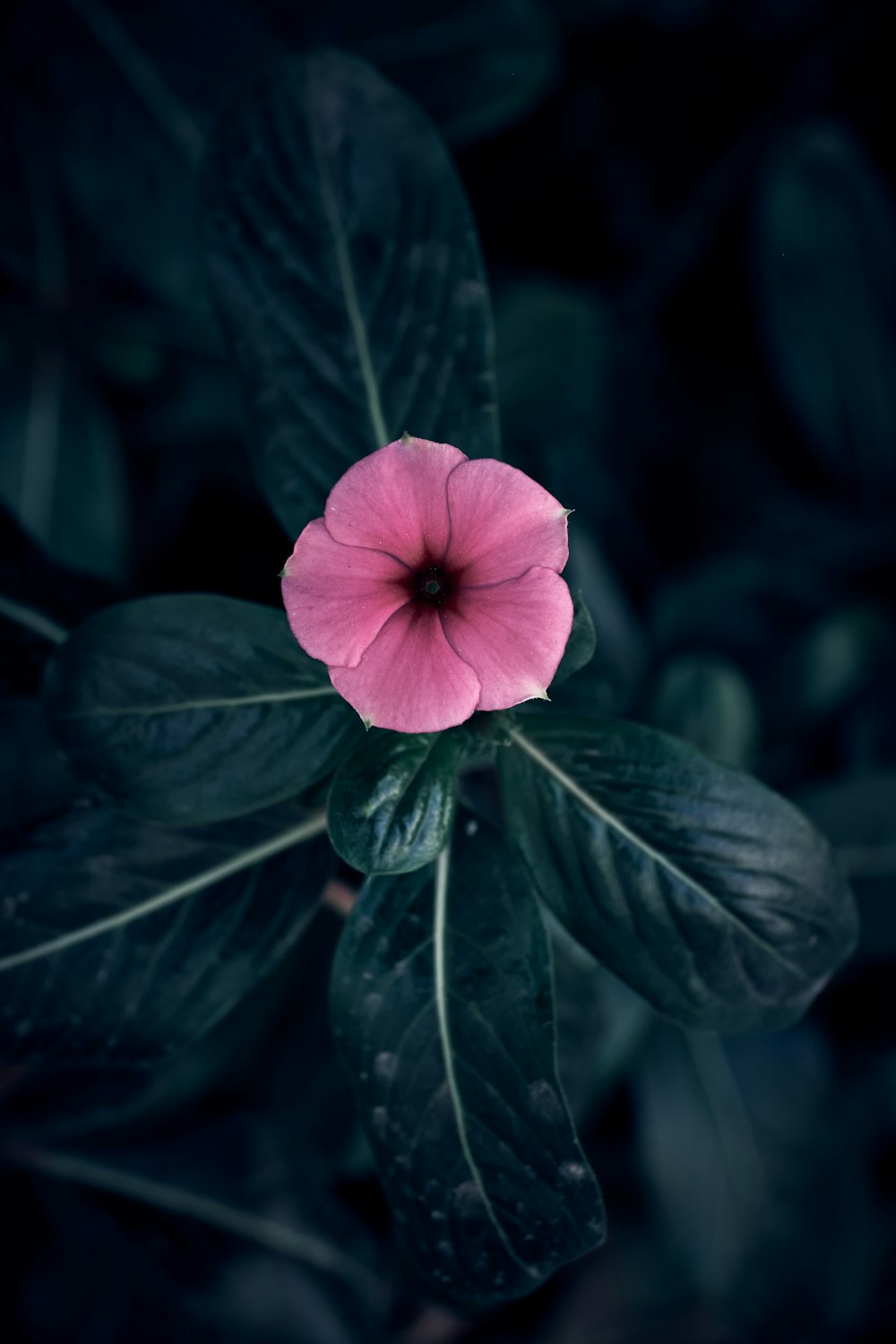 a pink flower with green leaves in the background