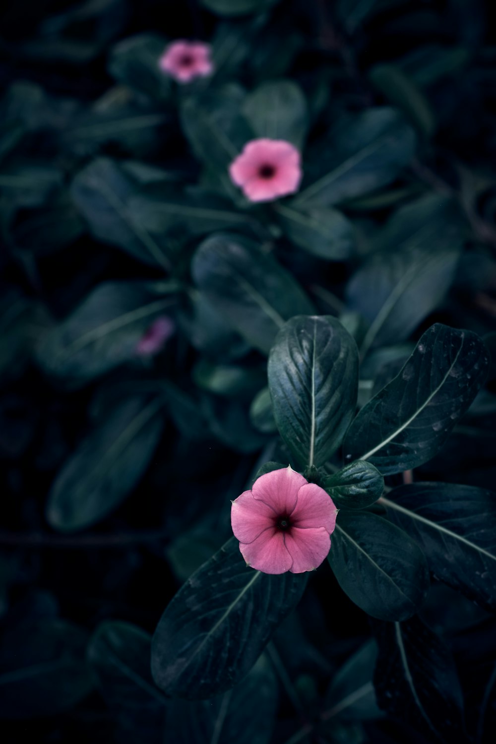 uma flor rosa sentada em cima de uma planta verde exuberante
