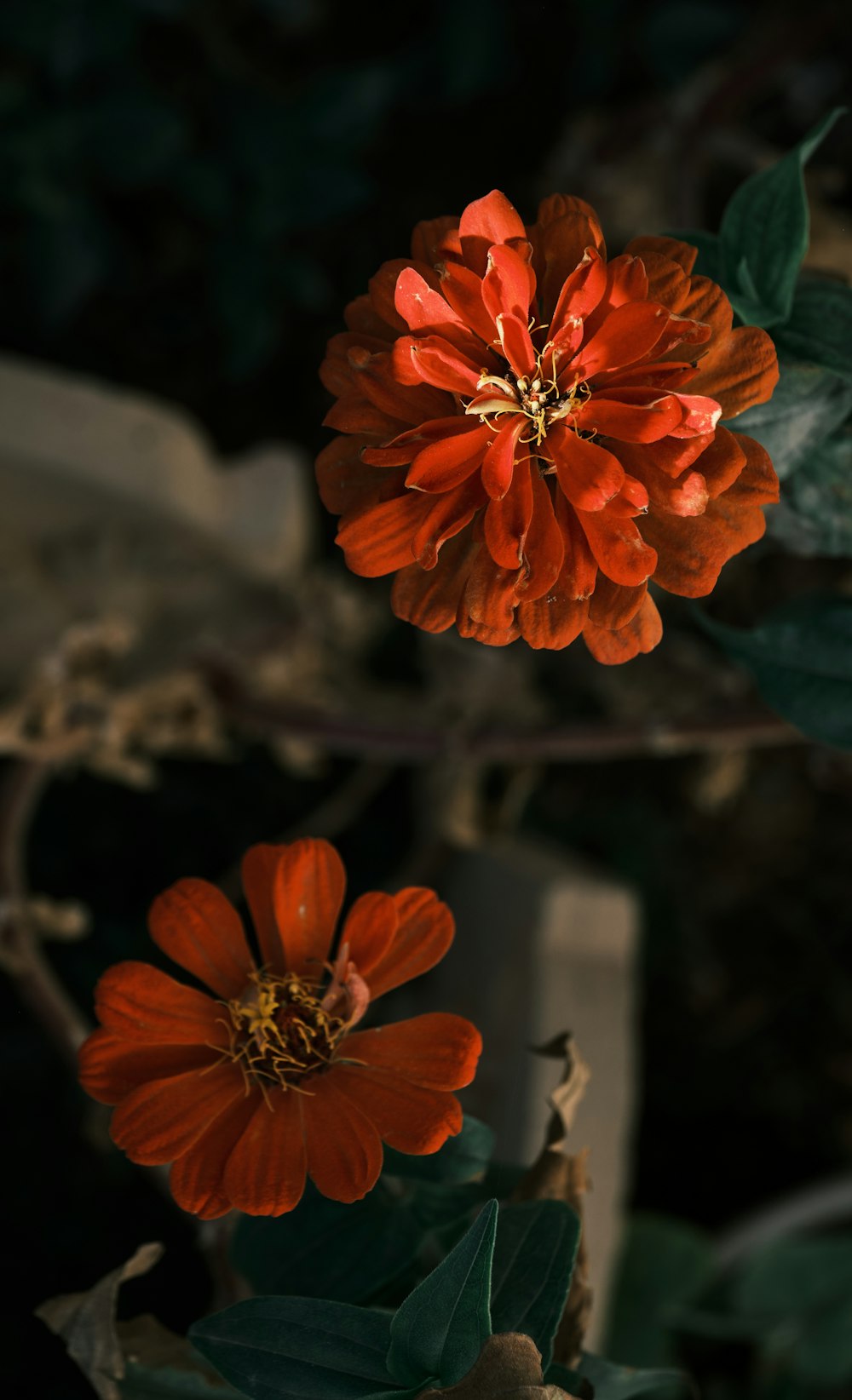 a close up of an orange flower on a plant