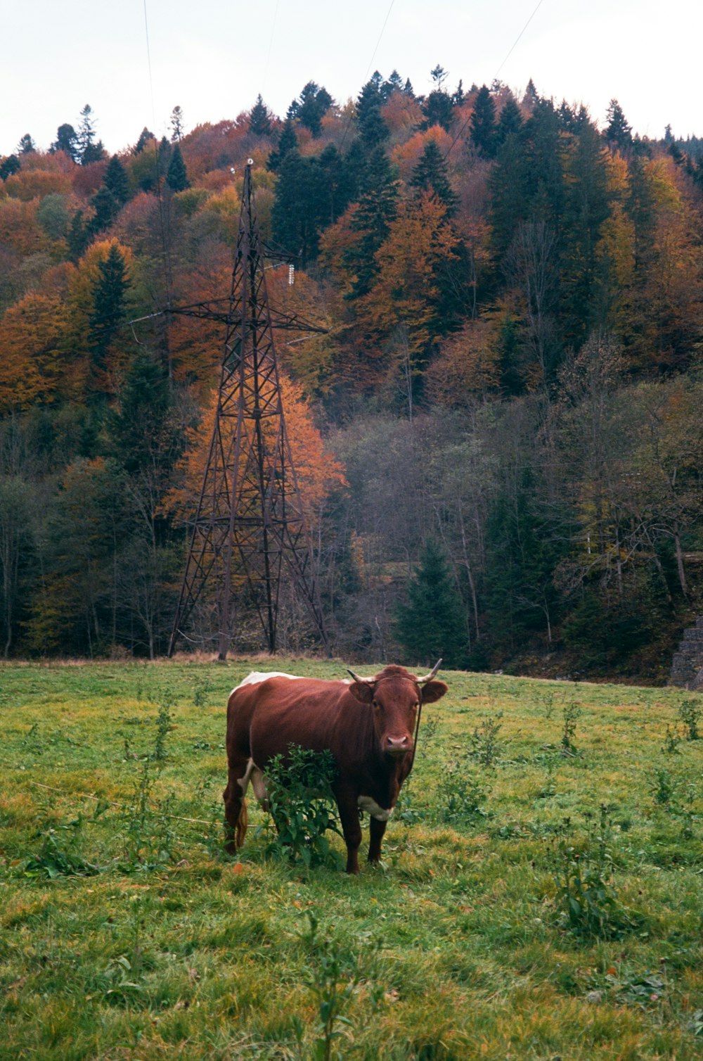 a brown cow standing on top of a lush green field
